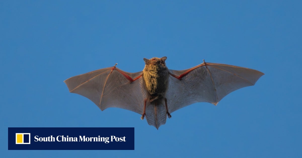 Chinese team finds new bat coronavirus that could infect humans via same route as Covid-19 | South China Morning Post